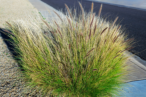 Xeriscaped roadside of residential street decorated with Fountain grass, Pennisetum setaceum, that stays green during warm winter in Phoenix, Arizona