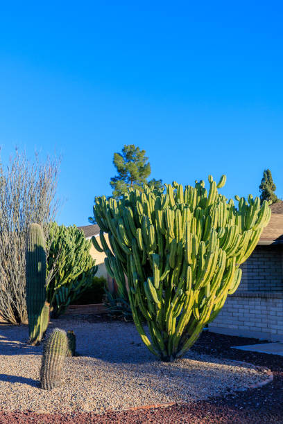 Desert style xeriscaping with columnar tree-like desert cereus cacti and two-color toned gravel in Phoenix, Arizona
