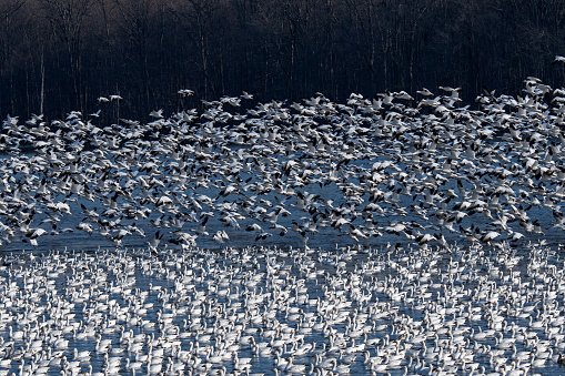 Snow geese begin to take flight in the late afternoon sun during spring migration. They are a species of goose native to North America.