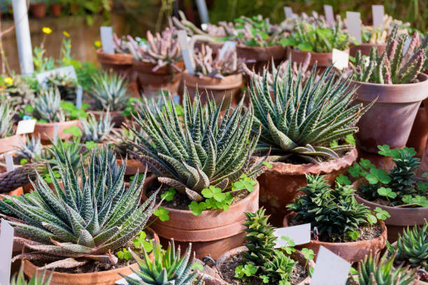 istock Succulent plants in Greenhouse 2003481096
