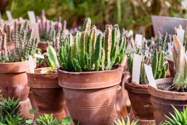 istock Succulent plants in Greenhouse 2003481110