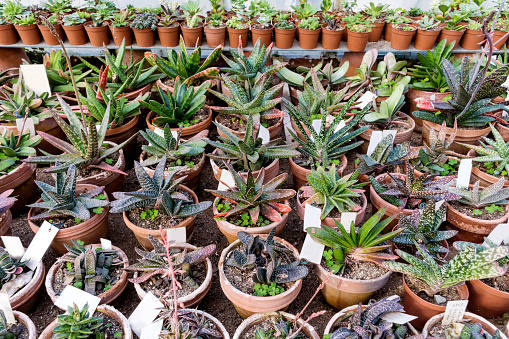 Many Succulent plants in Greenhouse