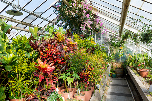 Greenhouse with many green plants