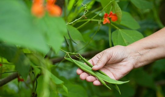 Runner Bean - Scarlet, Vicia Fava,  with purple seeds and orange, red decorative flowers. Delicious sweet, flat, pods collected by hand by a female gardener.