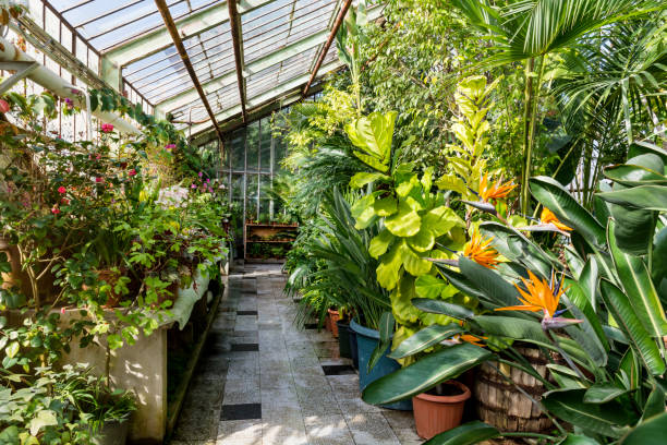 istock Greenhouse with many green plants 2003483214