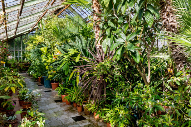 istock Greenhouse with many green plants 2003483225