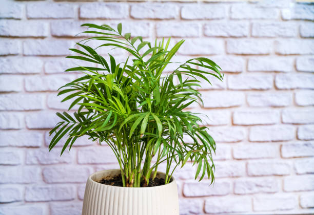 istock Parlor palm in a white pot 2003491591
