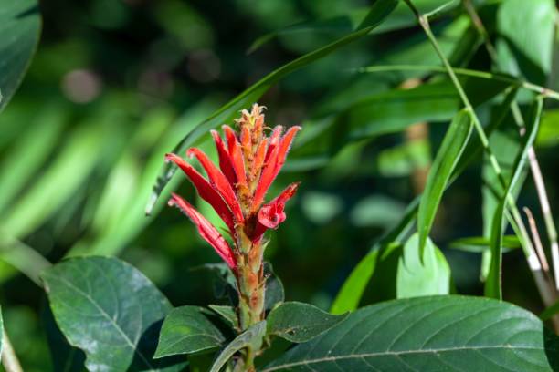 istock Inflorescence of Aphelandra scabra 2003492120