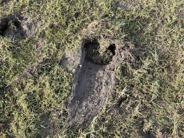 istock Horse foot prints in soil ground 2003493212