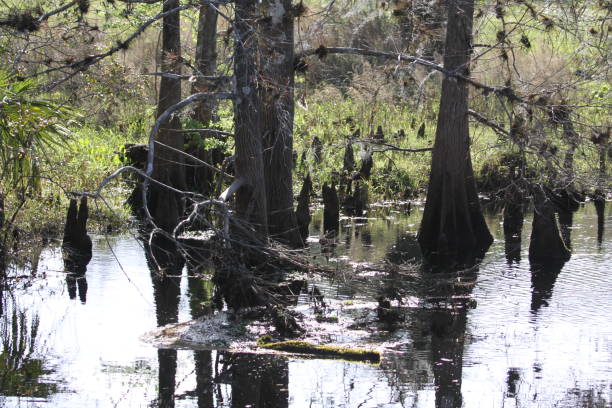 istock February 11, 2024 Kempher Road, Florida 2003501549