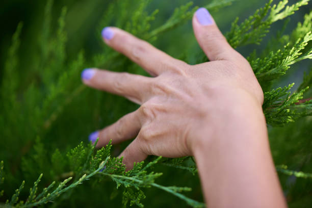 istock An adult woman's hand touches a juniper tree 2003502087