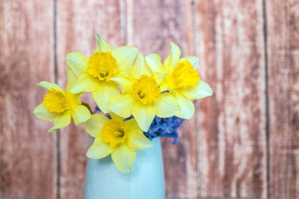 Yellow narcissus  flowers in vase