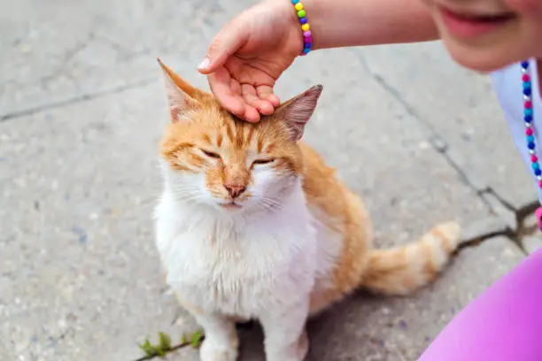 Photo of Kid stroking  a stray cat