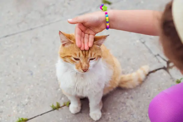 Photo of Kid stroking  a stray cat