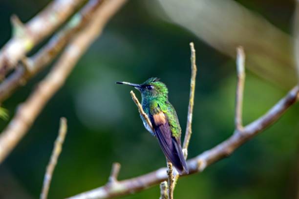 istock Stripe-tailed hummingbird, Eupherusa eximia 2003507876