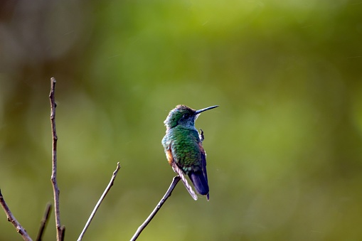 A stripe-tailed hummingbird, Eupherusa eximia, on a branch.