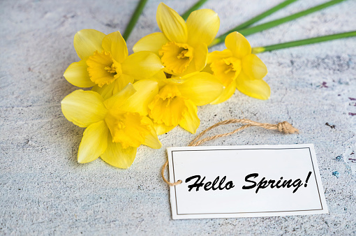 Hello Spring text with yellow daffodil flowers  on Wooden Background