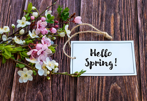 Hello Spring text with Cherry Blossoms on Wooden Background