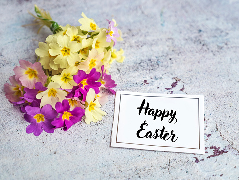 Happy Easter Text with Spring Primrose flowers