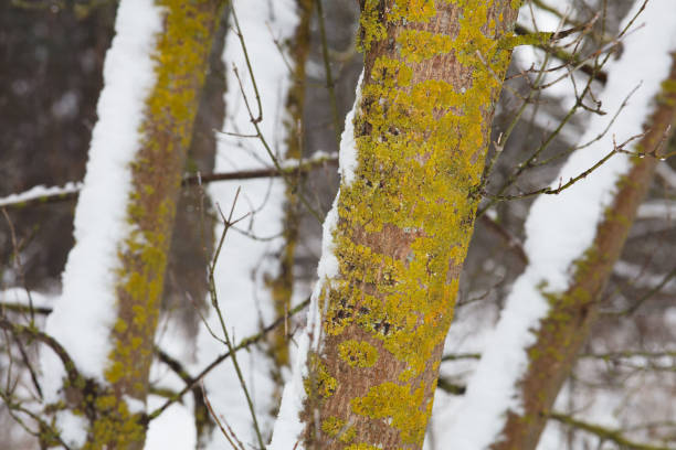 Close-up of the bark of a tree in the forest, covered with green mosses and lichens. One side of the trunk is covered with snow, following a blizzard.