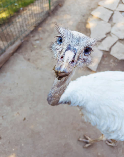 istock White Ostrich with blue eyes close up 2003526337