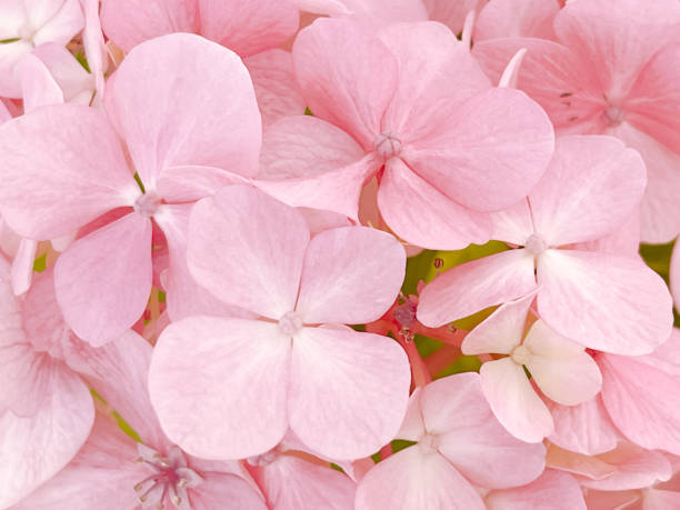 pink   hydrangea in white vase on wooden shelf  on background white wall