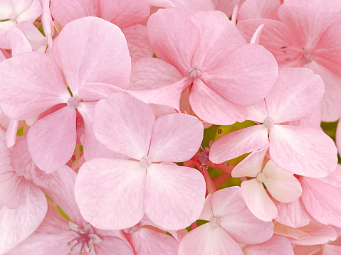 Horizontal extreme closeup photo of pale pink flowers on a Hydrangea shrub growing in an organic garden in Summer.