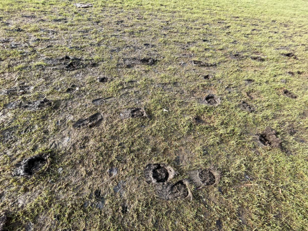 istock Horse foot prints in soil ground 2003547499