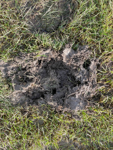 istock Horse foot prints in soil ground 2003547501