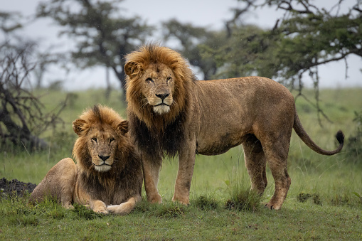 Lion in the Masai Mara, Kenya. Wildlife photography whilst on safari