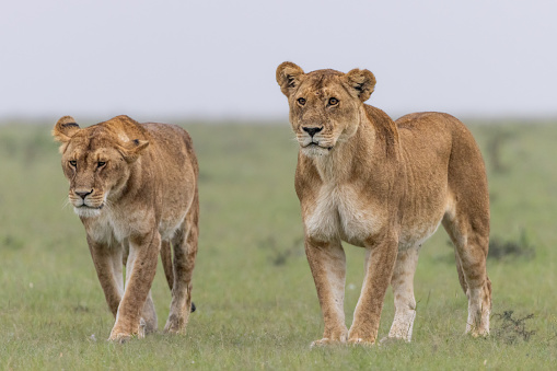 Lion pride led by an adult female lioness with lots of lion cubs walking in the dry bush in Ndutu Tanzania