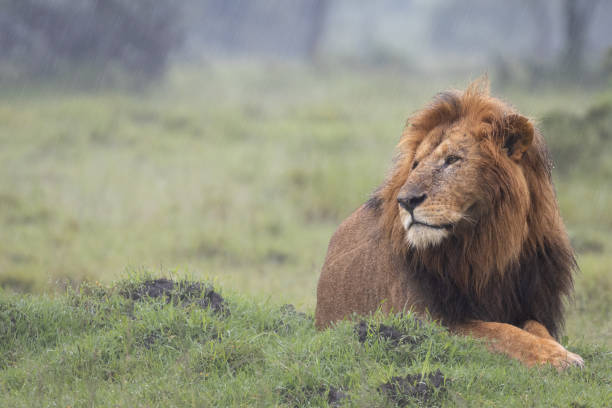istock Lion in the Masai Mara, Kenya 2003568081