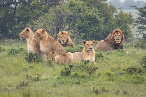 Pride of lions in the Masai Mara, Kenya. Wildlife photography whilst on safari