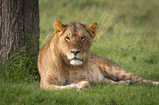 The lion (Panthera leo) is a large cat of the genus Panthera native to Africa and India