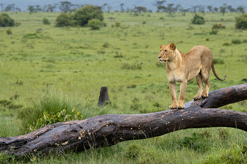 Lion standing on a tree trunk in the Masai Mara, Kenya. Wildlife photography whilst on safari