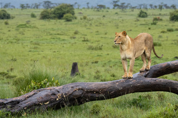 Lion standing on a tree trunk in the Masai Mara, Kenya stock photo