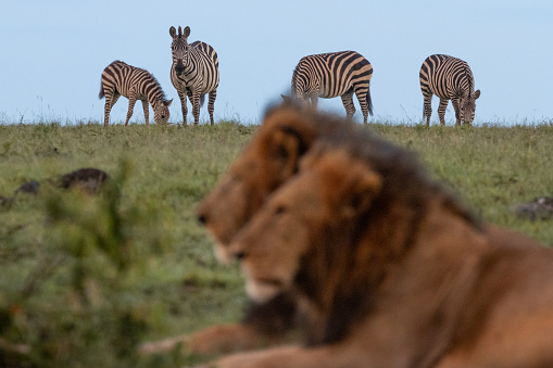 Lion in the Masai Mara, Kenya. Zebra in the background. Wildlife photography whilst on safari