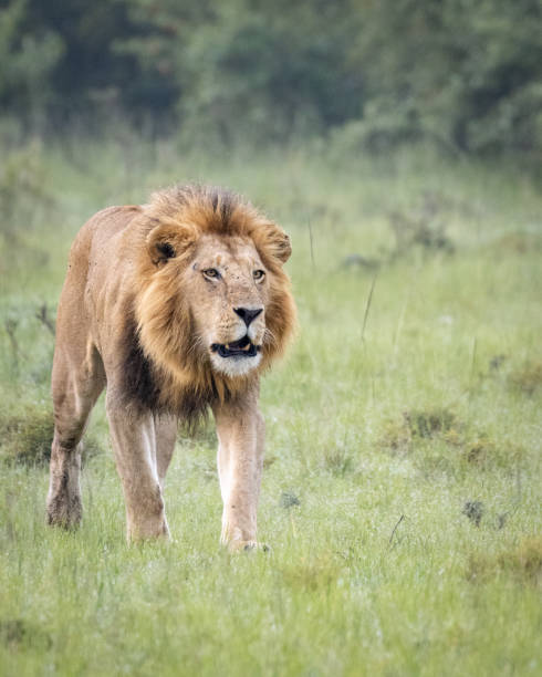 istock Lion walking and calling in the Masai Mara, Kenya 2003570221