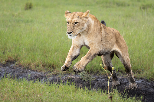 Male lion with cub