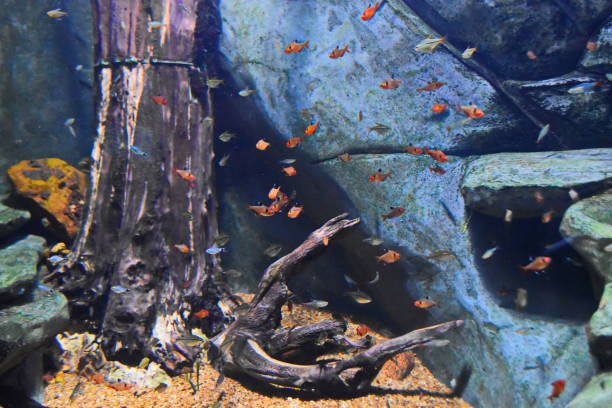 istock Fish in the aquarium 2003586942