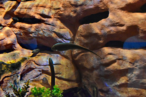 Fish in the aquarium, photographed in Campo Grande in Mato Grosso do Sul.