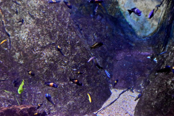 istock Fish in the aquarium 2003587988