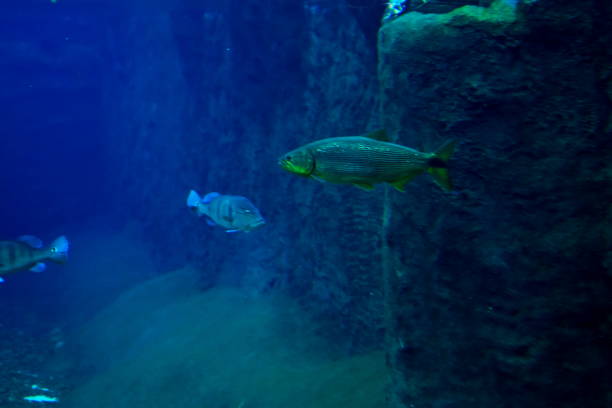 istock Fish in the aquarium 2003589538