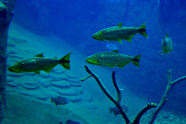 istock Fish in the aquarium 2003589544