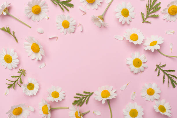 istock Flat lay with chamomile flowers on color background, top view 2003611474