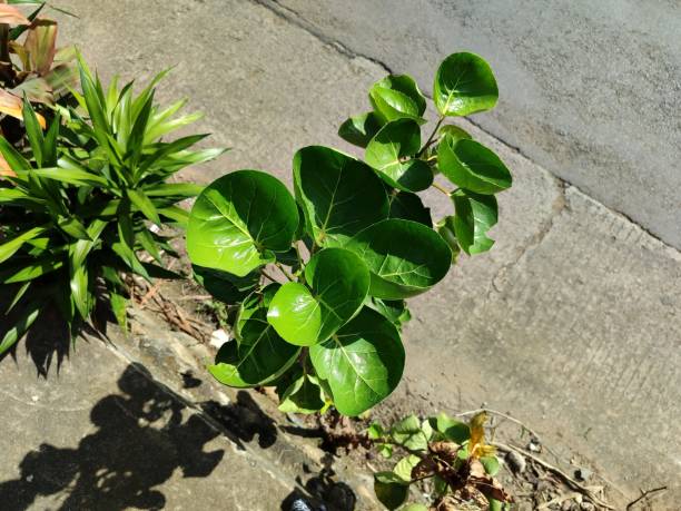 Polyscias scutellaria, the shield aralia. Mangkokan leaves
