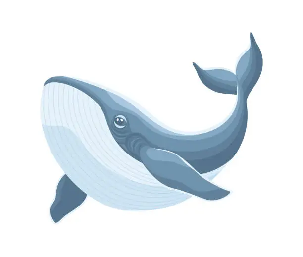 Vector illustration of Gray blue cartoon whale isolated on white background, flat vector illustration