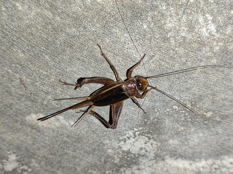 Female Cricket Insect. Cricket Insect Ovipositor. The ovipositor is between two cerci