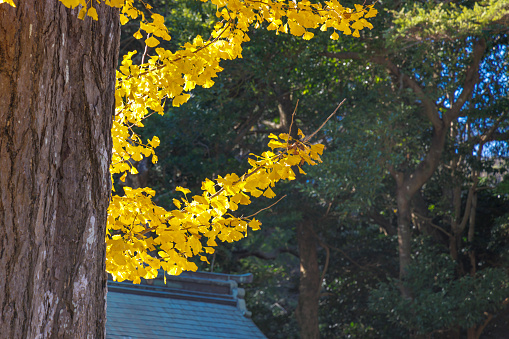 Ginkgo with beautiful autumn leaves