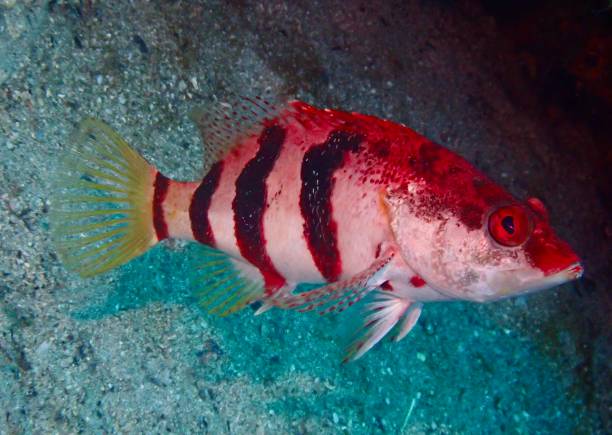 istock Painted comber fish sea bass 2003666361